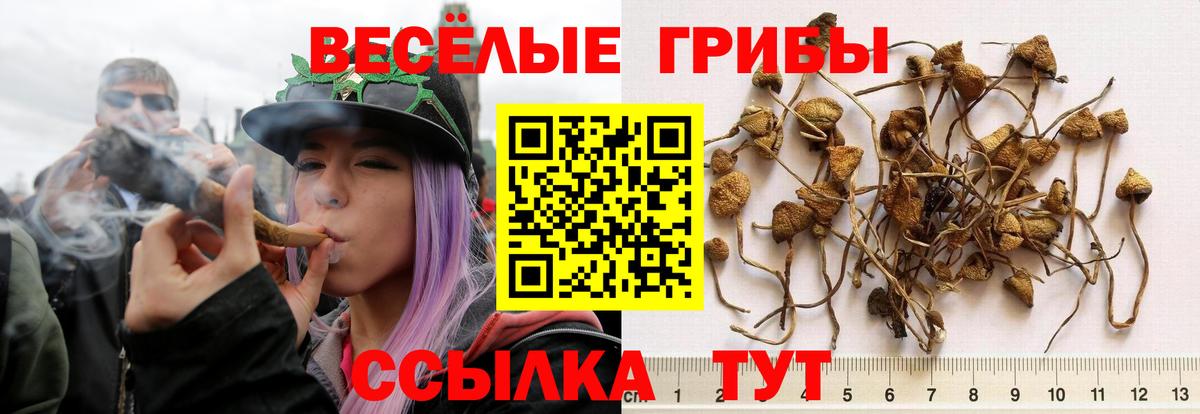Сорочинск  Псилоцибиновые грибы Psilocybine cubensis  Вход с VPN 